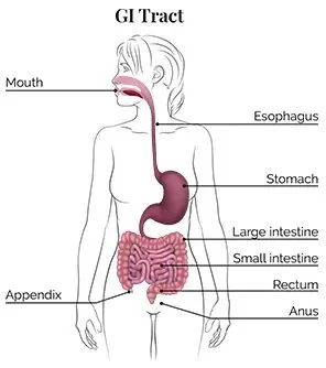 What is inflammatory bowel disease (IBD)?
