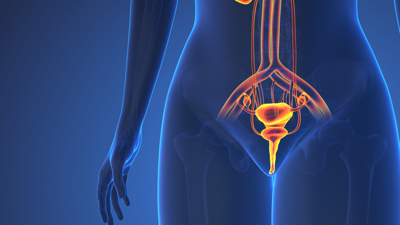 Anatomy Of Female Urinary System